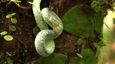 İki çizgili orman yılanı saldırısı, Bothriopsis çifteata, Orellana 'da yağmur ormanı, Ekvador Amazon