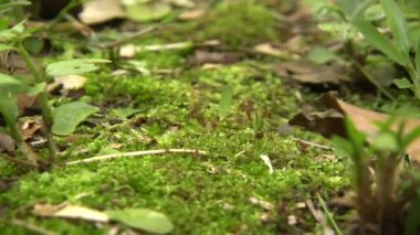 Yaprak kesen karıncaların videosu, yaprakları taşıyan Atta sp, küçük işçiler