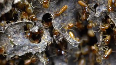 Nasute Termitlerini savunurken çekilmiş yavaş çekim videosu yuva, tropikal yağmur ormanı, Ekvador