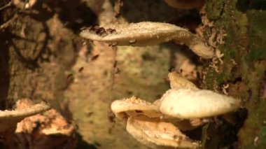 Uçan sineklerin ağaç mantarlarındaki, tropikal yağmur ormanlarındaki, Ekvador 'daki videoları