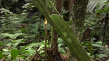 Curare sarmaşığı, Chondrodendron tomentosum videosu 