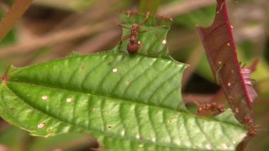 Büyük başlı karıncaların videosu, Pheidole xanthogaster yağmur ormanları zemininde koşuyor, Ekvador Amazon