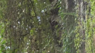 Bitkilerden akan suyun yavaş çekim videosu