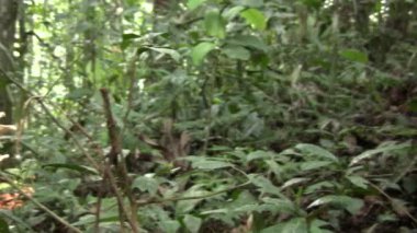 Ağaçtaki yeşil orman ortamı çiçek yaprakları ve mantarlar, video 