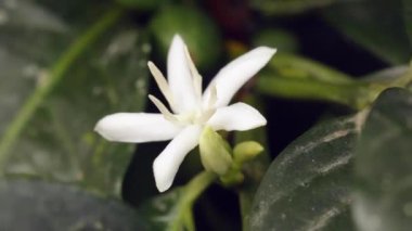 Yeşil bitki ve beyaz çiçeklerin videosu