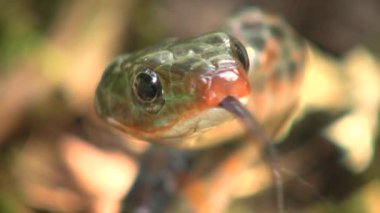 Rusty Whipsnake 'ın videosu, Chironius Scurrulus' un dilini dışarı çıkarışı.