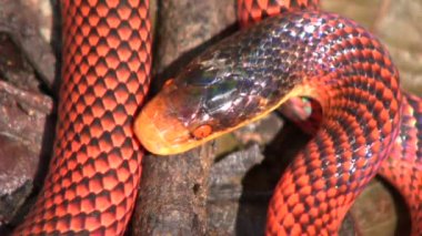 Mercan Pipesnake, Anilius Scytale yılanı