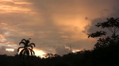 Zaman aşımı videosu turuncu gün batımı gökyüzü ve tropikal ağaçlarda 