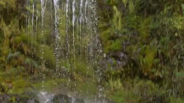 Yavaş çekim video şelale, yeşil flora, yosun ve yapraklar 