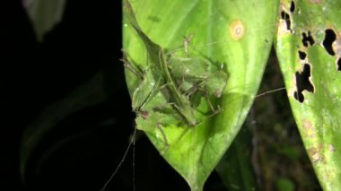 Yaprak, bitki üzerinde Katydid böceği taklidi yapıyor.