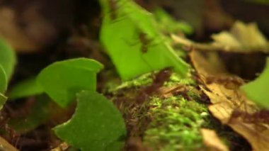 Yaprak kesen karıncaların videosu, yaprakları taşıyan Atta sp, küçük işçiler
