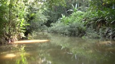 Nehir suyu yeşil ormanda akıyor, video 