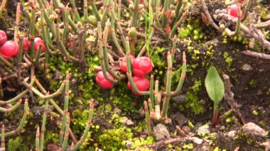 Video, Ephedra americana alkaloit efedrinin kaynağı, eğilmiş bir jimnastik çalısı.
