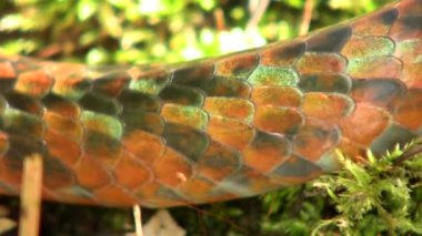 Rusty Whipsnake, Chironius Scurrulus derisi