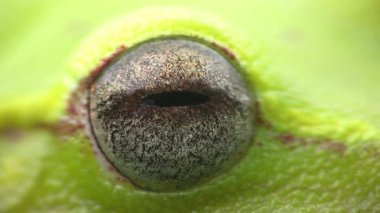 Kurbağa gözü, pürüzlü derisi yüzülmüş yeşil ağaç, Hypsiboas cinerascens videolarını kapat.