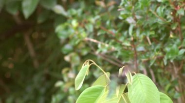Işıldayan menekşe kulaklı sinekkuşu, Colibri coruscans, Yavaş çekim, Ekvador