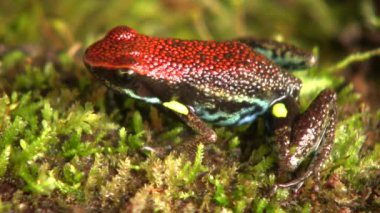 Ekvador Zehirli Kurbağası, Ameerega İki Guis 'in yosun otundaki videosu 