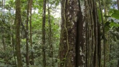 Yeşil orman ağaçlarının, yosun çimenli ağaç gövdelerinin yatay balık gözü videosu 