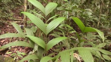 Yeşil orman ortamı çiçek yaprakları, video 