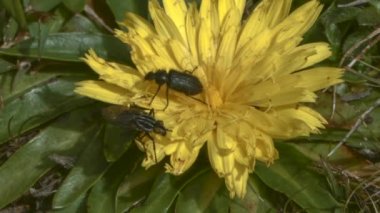 Böcekli yaz çiçekleri videosu