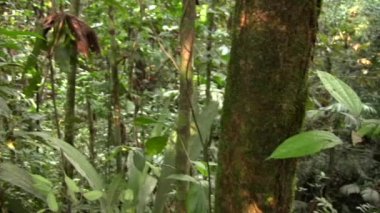 Curare sarmaşığı, Chondrodendron tomentosum videosu 