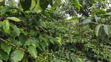 Ağaç dallarında kahve dutları, kahve tarlası bitkileri, video 