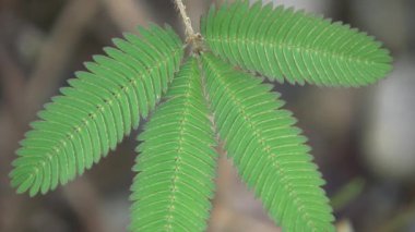 Hassas bitki, Mimosa pudica, yeşil yapraklara dokunan insan parmağı. 