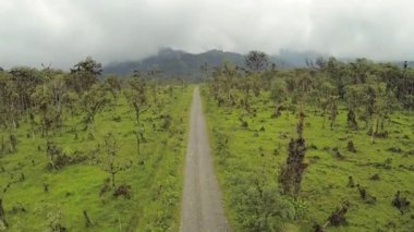 Yeşil orman ağaçları, çevre bitki örtüsü, yol manzarası videosu. 