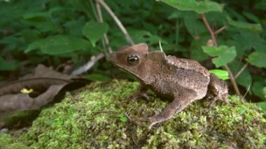 Crested Forest Toad, Rhinella Margaritifera, kahverengi kurbağa, video 