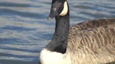 Gölet suyunda yüzen ördeklerin yavaş çekim videosu 