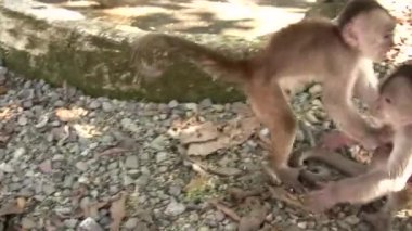 Video, Beyaz başlı Capuchin Maymunları, Ekvador Amazonunda Cebus albifronları