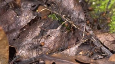 Orman zemininde koşan karıncaların videosu 