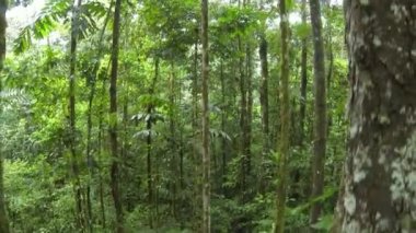 Yeşil orman ağaçlarının, yosun çimenli ağaç gövdelerinin yatay balık gözü videosu 