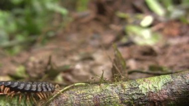Ekvador Amazon 'unda çürüyen bir kütük boyunca yürüyen, dev yassı kırkayak Polydesmidae' nin videosu
