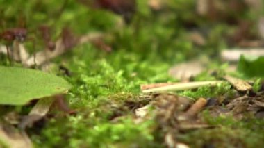 Yaprak kesen karıncaların videosu, yaprakları taşıyan Atta sp, küçük işçiler