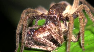 Örümcek, Gezgin Örümcek, Ctenidae 'nin başka bir örümceği yediği video. 
