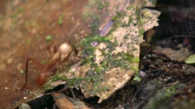 Büyük başlı karıncaların videosu, Pheidole xanthogaster yağmur ormanları zemininde koşuyor, Ekvador Amazon