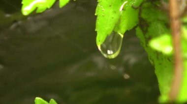 Flora yaprakları ve su damlaları, video. 