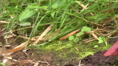 Video: Bambu bitkisi, Chusquea sp Ekvador And Dağları