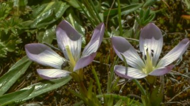 Böcekli yaz çiçekleri videosu zaman aşımına uğradı
