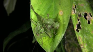 Yaprak, bitki üzerinde Katydid böceği taklidi yapıyor.