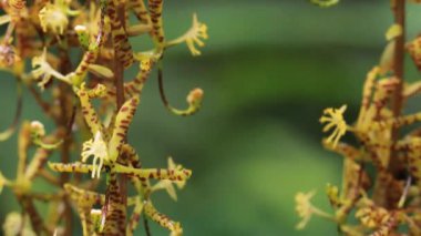 Video, bir Cycnoches çiçekleri suarezii orkidesi çiçek yetiştiriyor