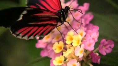 Postacı Uzunkanat Kelebeği, Heliconius melopemene, Kırmızı Siyah Kelebek