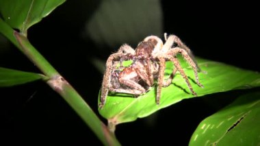Örümcek, Gezgin Örümcek, Ctenidae 'nin başka bir örümceği yediği video. 