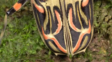 Video, Harlequin Beetle, Acrocinus longimanus, Amazon 'dan büyük bir böcek.