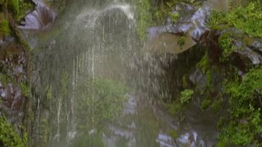 Yavaş çekim video şelale, yeşil flora, yosun ve yapraklar 