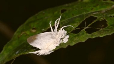 Beyaz ölü güve videosu, sineği enfekte eden mantar. 