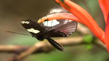 Postacı Uzunkanat Kelebeği, Heliconius melopemene, Kırmızı Siyah Kelebek