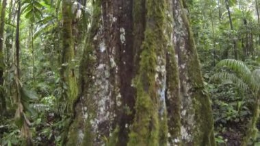 Yeşil orman ağaçlarının balık gözü videosu, çevre florası 