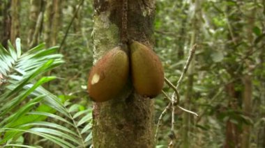 yeşil orman ortamı çiçek yaprakları ve meyveler, video 